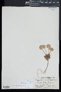 Calyptridium umbellatum image