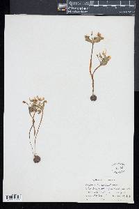 Claytonia lanceolata image