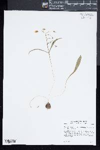Claytonia virginica var. hammondiae image