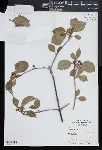 Viburnum lentago image