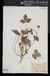 Potentilla indica image