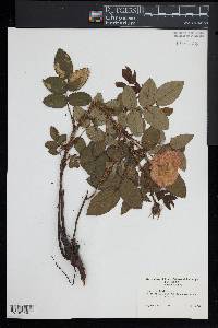 Rosa centifolia image