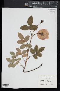 Rosa centifolia image