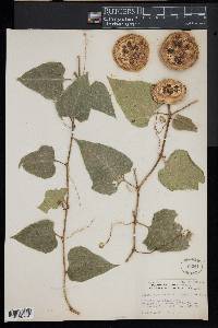 Cionosicys pomiformis image