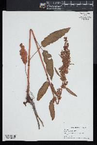 Rumex longifolius image