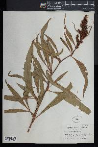 Rumex mexicanus image