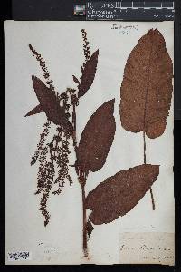 Rumex obtusifolius image