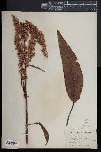 Rumex orbiculatus image