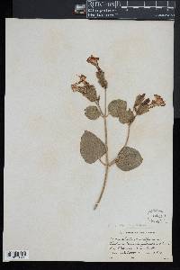 Mirabilis multiflora image