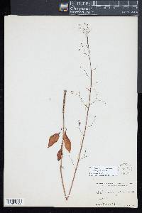 Talinum paniculatum image