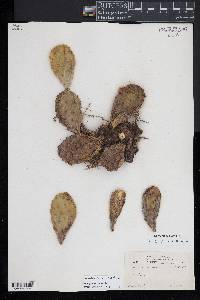 Opuntia humifusa image