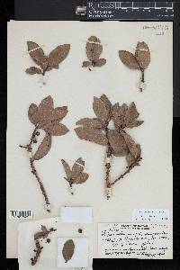 Myrsine lanaiensis image