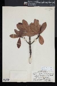 Myrsine lessertiana image