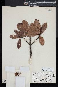 Myrsine lessertiana image