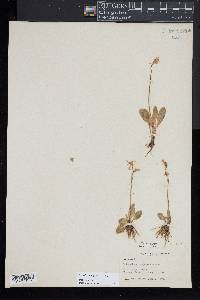 Dodecatheon conjugens image