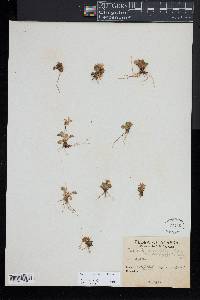 Primula cuneifolia image