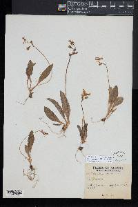 Primula frigida image
