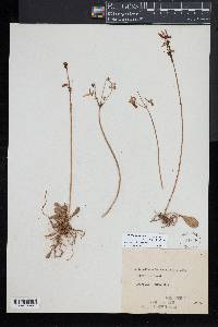 Dodecatheon hendersonii image