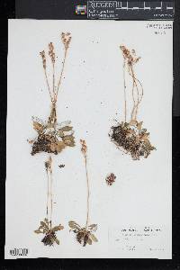 Primula laurentiana image