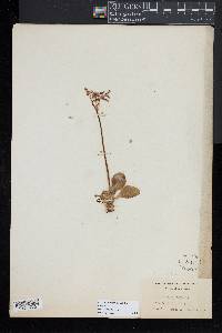 Dodecatheon meadia image