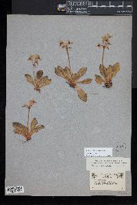 Dodecatheon jeffreyi image