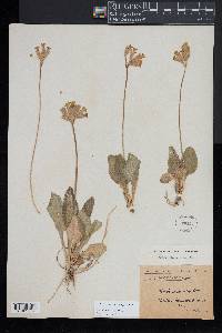 Primula veris image