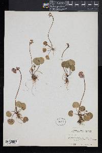 Soldanella alpina image