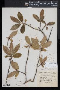 Cleyera integrifolia image