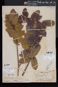 Eurya sandwicensis image