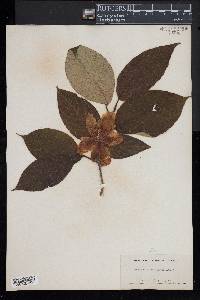 Stewartia ovata image