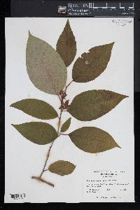 Stewartia ovata image