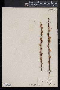 Symplocos tinctoria image
