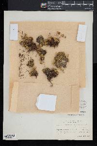 Diapensia lapponica image