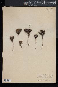 Diapensia lapponica image