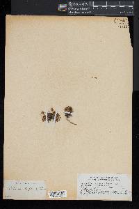 Diapensia lapponica image