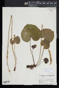 Nemophila aphylla image