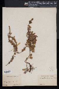 Pyxidanthera barbulata image