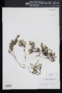 Pyxidanthera barbulata image