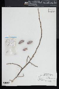 Halesia carolina image
