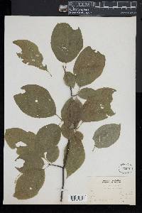 Halesia carolina image