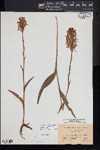 Platanthera blephariglottis var. blephariglottis image