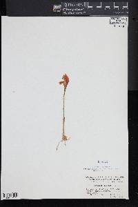 Arethusa bulbosa image