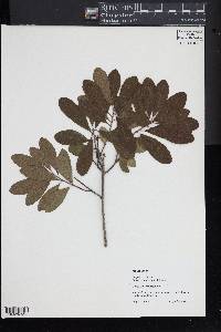 Myrica pensylvanica image