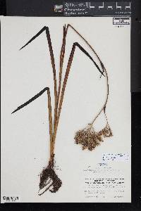 Lachnanthes caroliniana image