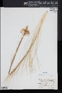 Xerophyllum asphodeloides image