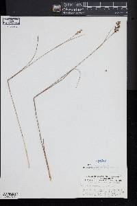 Juncus gerardii image
