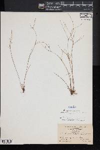 Juncus pelocarpus image