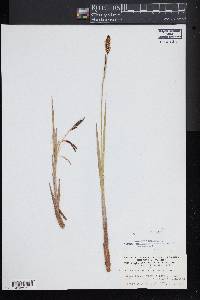 Carex barrattii image