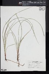 Carex bullata image