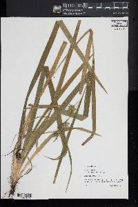Carex folliculata image